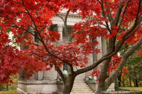 03-04-Japanese-Maple