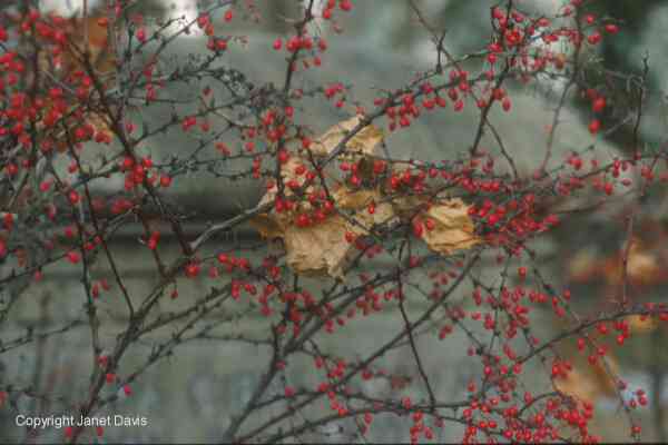 03-14-Barberry