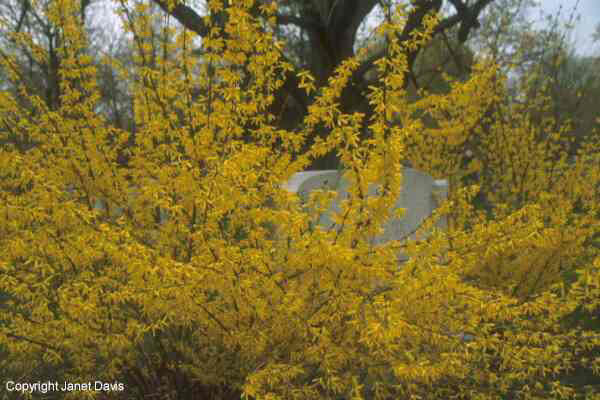 01-04-Forsythia