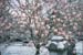 01-01-Magnolia-snow