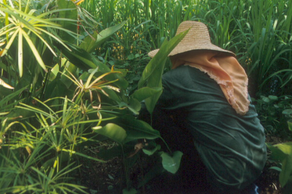 48-Weeding-Rice-padi