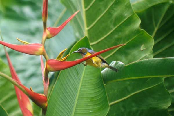 56-Heliconia