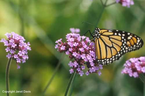 02-Verbena-bonariensis