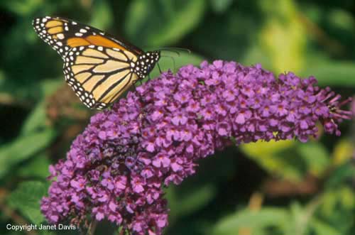 04-Buddleia-davidii