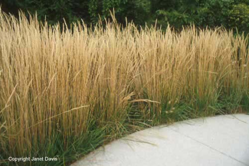 08-Calamagrostis