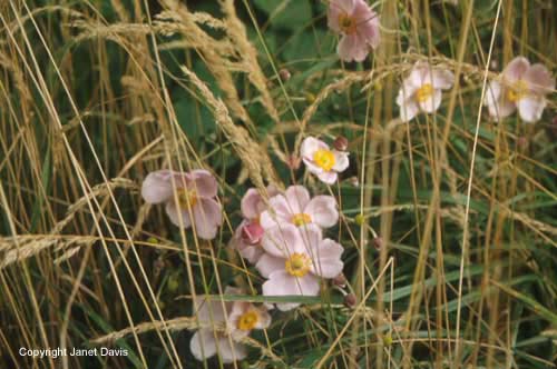 09-Calamagrostis-&-Anemone