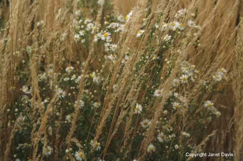 11-Calamagrostis-&-Boltonia