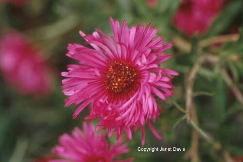 14-Aster-closeup