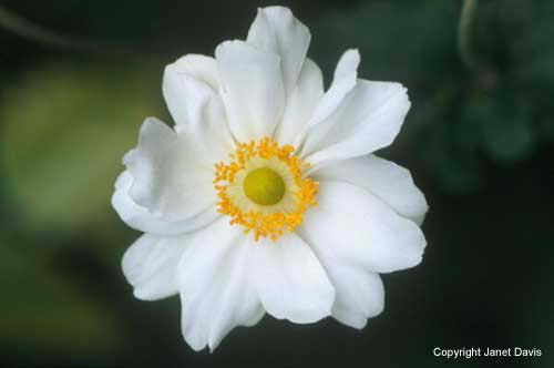 16-Japanese-Anemone