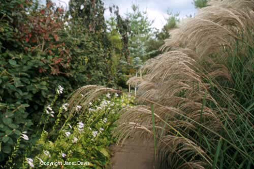 18-Miscanthus