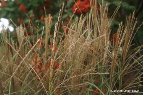 22-Miscanthus-Malepartus