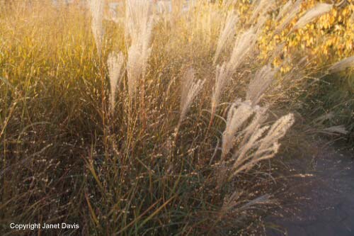 23-Miscanthus-Panicum