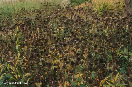 24-Echinacea-seedheads