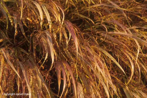 29-Hakonechloa