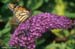 04-Buddleia-davidii