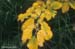 30-Witch-Hazel