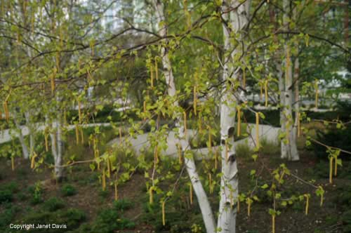 01-Birch-Catkins