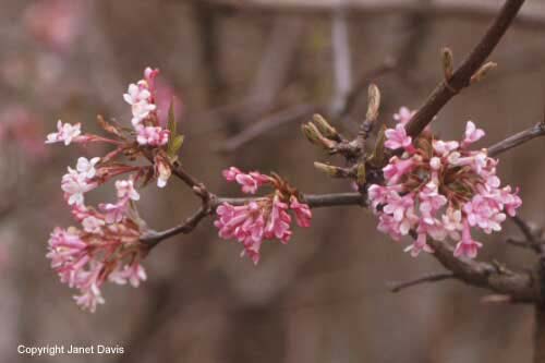 02-Fragrant-Viburnum