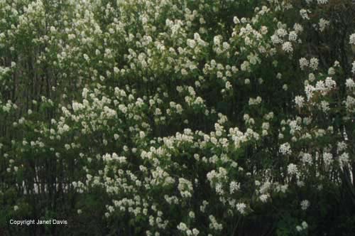 07-Amelanchier