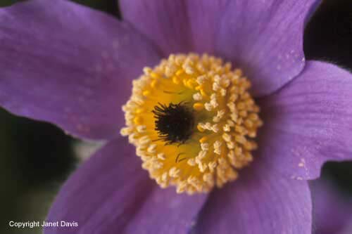 09-Pulsatilla