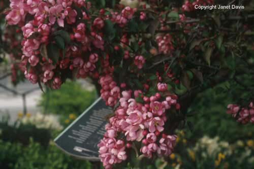 17-Crabapple-Closeup