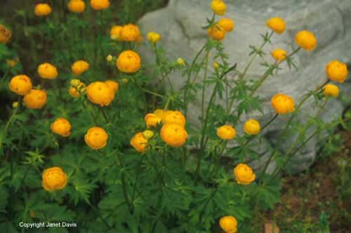 22-Trollius