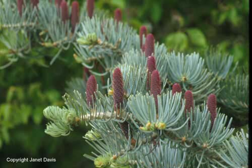 28-Silver-Fir-Cone