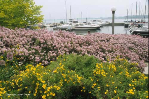 35-Potentillas-&-Lilacs