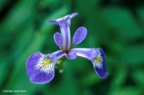 05-Iris-versicolor