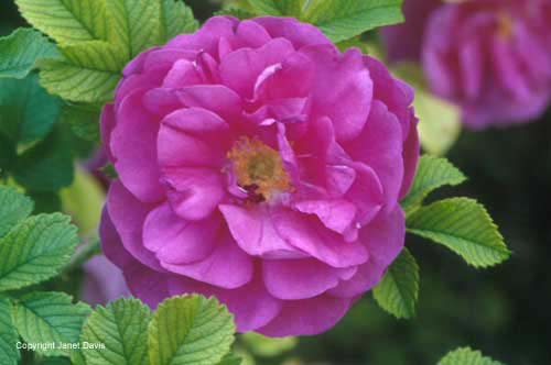 08-Rugosa-rose