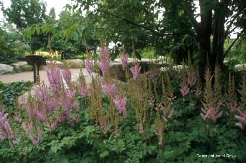 10-Astilbe