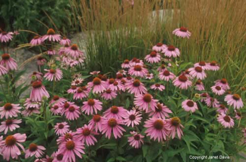 15-Echinacea