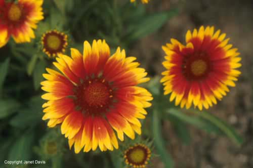 20-Gaillardia