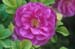 08-Rugosa-rose