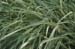 09-Miscanthus-variegated