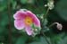 32-Japanese-anemone