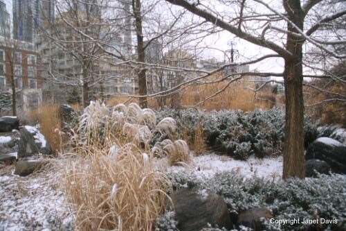 02-Hackberry-miscanthus