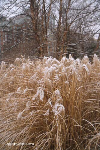 03-Miscanthus-River-birch