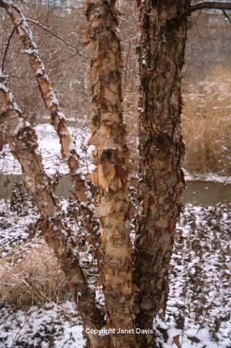 04-River-birch