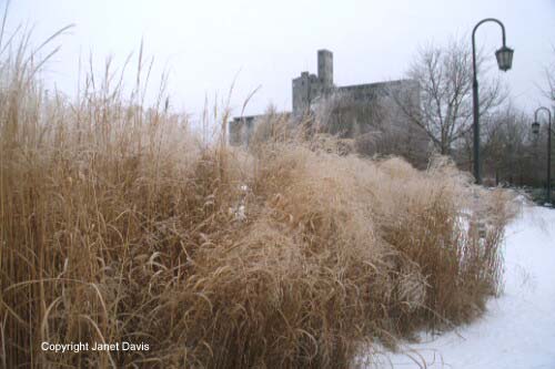 12-Panicum-Miscanthus