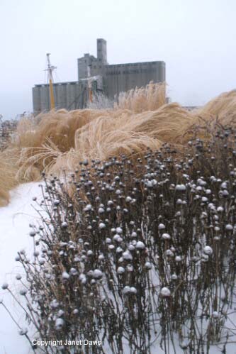 18-Courante-seedheads