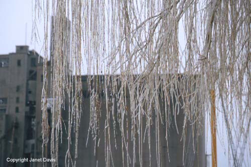 21-Weeping-willow