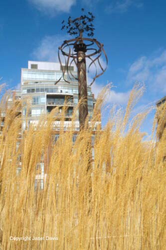 27-Miscanthus-maypole