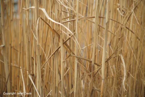 Miscanthus Giganteus