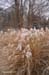 03-Miscanthus-River-birch