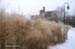 12-Panicum-Miscanthus