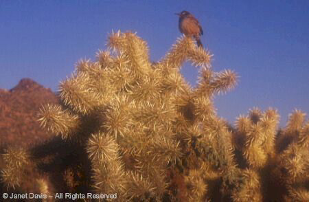 Desert - Chainfruit Cholla