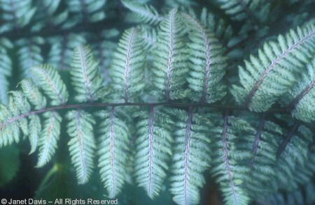 Fern - Japanese Painted Fern