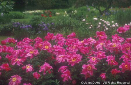 Perennial - Peony 'Kickapoo'