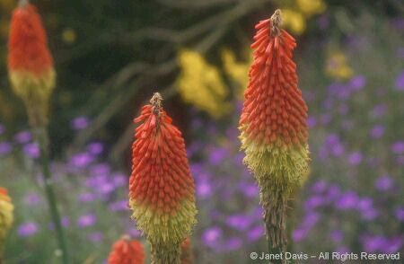 Perennial - Red Hot Poker